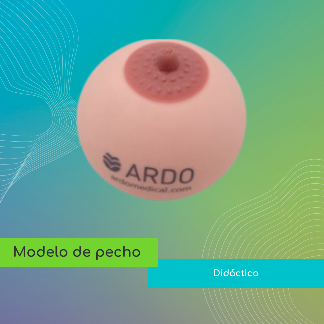 Modelo de pecho (c)